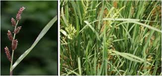 Image result for Echinochloa