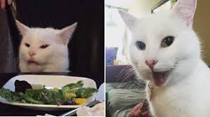 Pin By Saveth Of El On Fabulous Felines In 2020 Cats Cat Memes Most Beautiful Cat Breeds