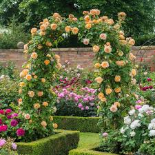 Check spelling or type a new query. Climbing Roses Posts Facebook