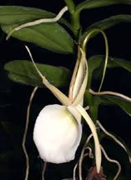 Image result for Angraecum infundibulare