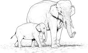 For kids & adults you can print elephant or color online. Free Elephant Coloring Pages 85 Elephant Coloring Pages For Adults Coloringtone Book