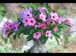 Image result for Adenium boehmianum
