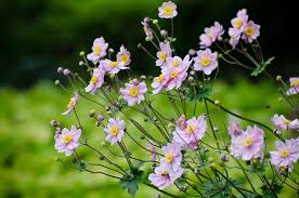 Image result for hoa xuan images