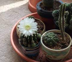 They bury their roots in debris that has fallen there and then dangle. Cactus Dish Garden Growing Succulents Plants How To
