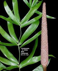 Image result for Zamiaceae