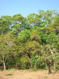 Image result for Rauvolfia mombasiana