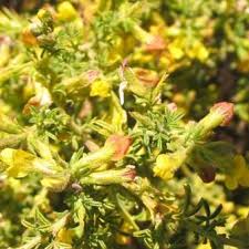 Image result for Melolobium