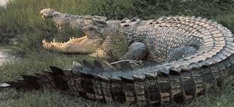 Mimpi melihat buaya yang banyak bererti ancaman yang pelbagai. Arti Mimpi Tentang Buaya Beserta Penjelasanya Terlengkap