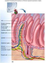 The Small Intestine Is Where A Majority Of The Nutrient Absorption Occurs It Does This With Its Larg Cells And Tissues Human Digestive System Digestive System