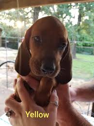 Save today on top brands & styles. Show Coonhounds Classifieds Public Group Facebook