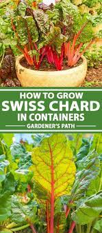 On top of that, if you like having edibles that are ripe for the picking all over your yard, but you don't want to offend any neighbors or the hoa, swiss chard is your. How To Grow Swiss Chard In Containers Gardener S Path