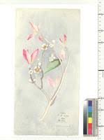 Image result for Belonophora coffeoides