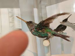 Mit über 300 arten und 102 gattungen bildet der kleine kerl aber die zweitgrößte vogelfamilie amerikas. Flora Und Fauna Seite 403 Sonstige Pflanzen Flora Und Fauna Natur Sukkulentenforum