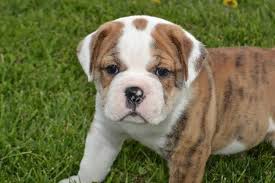 Our puppies are for sale, not adoption. Victorian Bulldog Puppies For Sale Ioeba Registered Ready By May 24 For Sale In Artic Indiana Classified Americanlisted Com