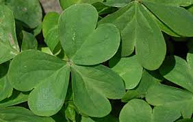 ムラサキカタバミ Oxalis Corymbosa カタバミ科 Oxalidaceae カタバミ属 三河の植物観察