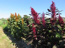 Image result for Amaranthus cruentus