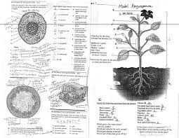 Plant Anatomy Carbon Dioxide Is Absorbed Through Pores In The Leaves Oxygen Is Produced As A Byproduct Of Dichotomous Key Kids Worksheets Printables Worksheets
