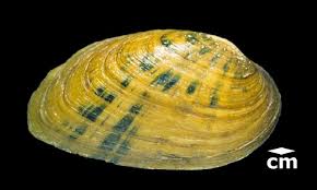 Image result for Bothriocline muschleriana