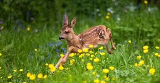 Nachdem wir nun geklärt haben, wo eichhörnchen schlafen, stellt sich nun noch die frage, wann eichhörnchen schlafen gehen. Das Reh Wildes Tier Mit Sanften Augen Landkind