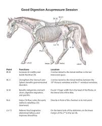 Acupressure For Digestive Problems Equine Wellness Magazine