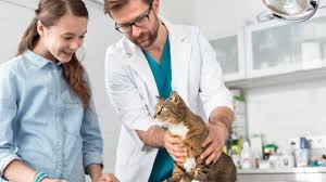 Unexplained Sudden Weight Loss In Cats
