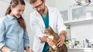 unexplained sudden weight loss in cats