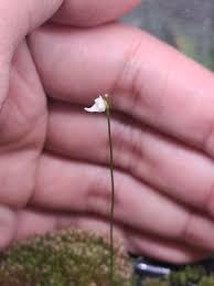 Image result for Utricularia arenaria