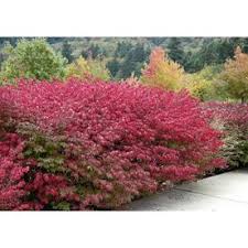 It differs from the standard pomegranate by its much smaller, lanceolate, glossy leaves. Outdoors Monrovia Broadmoor Juniper Foundation Hedge Shrub In Pot With Soil Nemasy