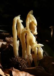 Image result for Monotropa  hypopitys