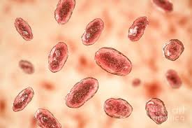 Image result for yersinia fotos