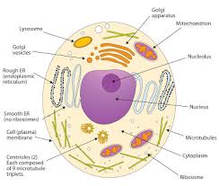 Check spelling or type a new query. Cells Flashcards Quizlet