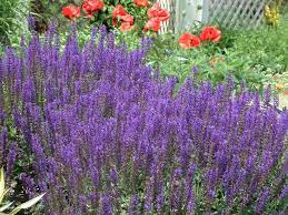 Compared to older genetics, this plant is more vigorous and has a very refined habit. The Best Purple Perennials Plants And Flowers Hgtv