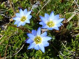 Image result for Gentianaceae