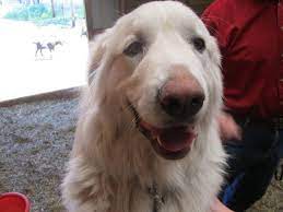 guard dog goats at evergreen farms awesome goat cheese sherwood forest bed and breakfast saugatuck