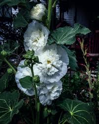 Plants or flowers that symbolize healing. Hollyhock Symbolism And Meaning A Positive Influence To The Witch S Garden Along With Fairies Bees Butterflies And White Magic