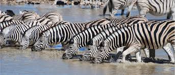 A pride of lions, a murder of crows, a crash of rhinos, and every other collective noun for animals. Les Meilleurs Conseils Pour Reussir Votre Safari Photo Evaneos