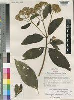 Image result for Bothriocline