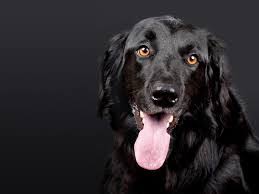 No national dog trainer certifying body exists in india, so you can think of a certification as a diploma from the dog training academy you choose. Diploma In Professional Dog Training Institute For Animal Training