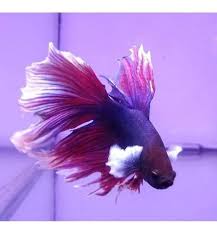 Pez Betta Dumbo Aquavida Imagen Real 5a9 En Colombia Clasf Animales