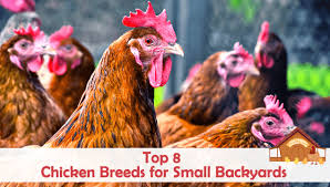 Top 8 Chicken Breeds For Small Backyards