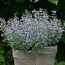 Check spelling or type a new query. 47 Plants Bees Love Illustrated List