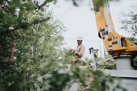 Expatica is the international community's online home away from home. Tree Trimming Helps Cpu Reduce Outages And Improve Reliability Cpu Homepage