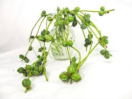 Image result for Diplocyclos