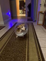 Urban pet hospital and resort is one of the best doggy daycare in des moines which provide service to urbandale and nearby cities. Urban Pet Hospital Home Facebook