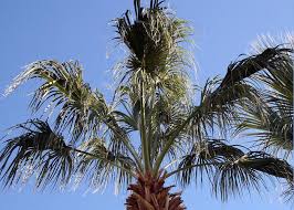 Bonsai mexican fan palm tree skyduster can be grown as a. Mexican Fan Palm Tree Photograph By Amelia Painter