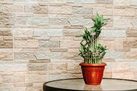 Image result for free lucky bamboo stock photos
