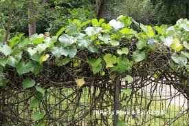 Image result for Tinospora orophila