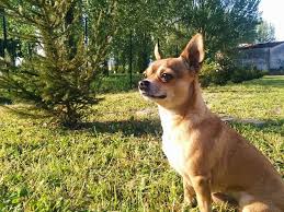 Fantasy team names football baseball basketball racing golf soccer hockey funny team names group chat for girls for work walking fitness girls softball running dance. 150 Perfect Chihuahua Names My Dog S Name