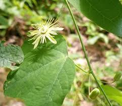 Image result for Passifloraceae
