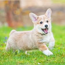 We have two litters currently available one litter is 1 boy and 2 we have a gorgeous litter of pembrokeshire corgi puppies. New York Pembroke Welsh Corgi Puppies For Sale Uptown